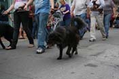 2009-Mystic-Krewe-of-Barkus-Mardi-Gras-French-Quarter-New-Orleans-Dog-Parade-0779