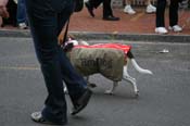 2009-Mystic-Krewe-of-Barkus-Mardi-Gras-French-Quarter-New-Orleans-Dog-Parade-0781