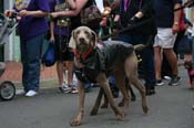 2009-Mystic-Krewe-of-Barkus-Mardi-Gras-French-Quarter-New-Orleans-Dog-Parade-0783