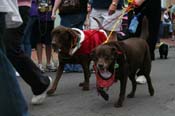 2009-Mystic-Krewe-of-Barkus-Mardi-Gras-French-Quarter-New-Orleans-Dog-Parade-0784