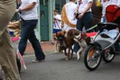 2009-Mystic-Krewe-of-Barkus-Mardi-Gras-French-Quarter-New-Orleans-Dog-Parade-0788