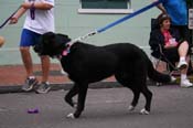 2009-Mystic-Krewe-of-Barkus-Mardi-Gras-French-Quarter-New-Orleans-Dog-Parade-0789