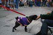 2009-Mystic-Krewe-of-Barkus-Mardi-Gras-French-Quarter-New-Orleans-Dog-Parade-0791