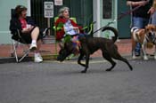 2009-Mystic-Krewe-of-Barkus-Mardi-Gras-French-Quarter-New-Orleans-Dog-Parade-0794