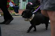 2009-Mystic-Krewe-of-Barkus-Mardi-Gras-French-Quarter-New-Orleans-Dog-Parade-0795