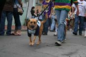 2009-Mystic-Krewe-of-Barkus-Mardi-Gras-French-Quarter-New-Orleans-Dog-Parade-0797