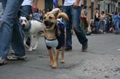 2009-Mystic-Krewe-of-Barkus-Mardi-Gras-French-Quarter-New-Orleans-Dog-Parade-0798