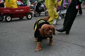 2009-Mystic-Krewe-of-Barkus-Mardi-Gras-French-Quarter-New-Orleans-Dog-Parade-0802