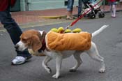 2009-Mystic-Krewe-of-Barkus-Mardi-Gras-French-Quarter-New-Orleans-Dog-Parade-0804