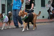 2009-Mystic-Krewe-of-Barkus-Mardi-Gras-French-Quarter-New-Orleans-Dog-Parade-0806