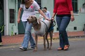 2009-Mystic-Krewe-of-Barkus-Mardi-Gras-French-Quarter-New-Orleans-Dog-Parade-0807