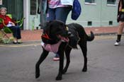 2009-Mystic-Krewe-of-Barkus-Mardi-Gras-French-Quarter-New-Orleans-Dog-Parade-0810