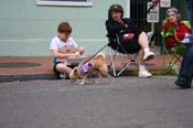 2009-Mystic-Krewe-of-Barkus-Mardi-Gras-French-Quarter-New-Orleans-Dog-Parade-0812