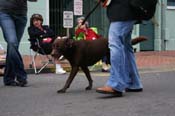 2009-Mystic-Krewe-of-Barkus-Mardi-Gras-French-Quarter-New-Orleans-Dog-Parade-0813