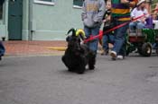 2009-Mystic-Krewe-of-Barkus-Mardi-Gras-French-Quarter-New-Orleans-Dog-Parade-0814