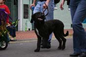 2009-Mystic-Krewe-of-Barkus-Mardi-Gras-French-Quarter-New-Orleans-Dog-Parade-0815