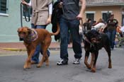 2009-Mystic-Krewe-of-Barkus-Mardi-Gras-French-Quarter-New-Orleans-Dog-Parade-0816