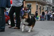 2009-Mystic-Krewe-of-Barkus-Mardi-Gras-French-Quarter-New-Orleans-Dog-Parade-0823