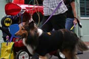 2009-Mystic-Krewe-of-Barkus-Mardi-Gras-French-Quarter-New-Orleans-Dog-Parade-0824