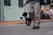 2009-Mystic-Krewe-of-Barkus-Mardi-Gras-French-Quarter-New-Orleans-Dog-Parade-0825