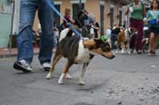 2009-Mystic-Krewe-of-Barkus-Mardi-Gras-French-Quarter-New-Orleans-Dog-Parade-0826