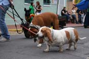 2009-Mystic-Krewe-of-Barkus-Mardi-Gras-French-Quarter-New-Orleans-Dog-Parade-0827