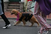 2009-Mystic-Krewe-of-Barkus-Mardi-Gras-French-Quarter-New-Orleans-Dog-Parade-0830