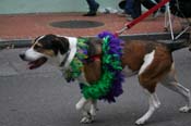 2009-Mystic-Krewe-of-Barkus-Mardi-Gras-French-Quarter-New-Orleans-Dog-Parade-0831