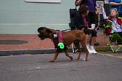 2009-Mystic-Krewe-of-Barkus-Mardi-Gras-French-Quarter-New-Orleans-Dog-Parade-0832