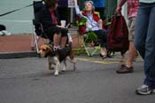 2009-Mystic-Krewe-of-Barkus-Mardi-Gras-French-Quarter-New-Orleans-Dog-Parade-0833