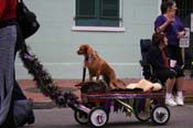 2009-Mystic-Krewe-of-Barkus-Mardi-Gras-French-Quarter-New-Orleans-Dog-Parade-0836