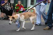 2009-Mystic-Krewe-of-Barkus-Mardi-Gras-French-Quarter-New-Orleans-Dog-Parade-0843