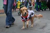 2009-Mystic-Krewe-of-Barkus-Mardi-Gras-French-Quarter-New-Orleans-Dog-Parade-0844