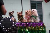 2009-Mystic-Krewe-of-Barkus-Mardi-Gras-French-Quarter-New-Orleans-Dog-Parade-0847