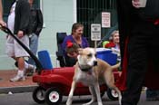 2009-Mystic-Krewe-of-Barkus-Mardi-Gras-French-Quarter-New-Orleans-Dog-Parade-0850