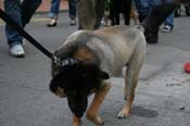 2009-Mystic-Krewe-of-Barkus-Mardi-Gras-French-Quarter-New-Orleans-Dog-Parade-0851