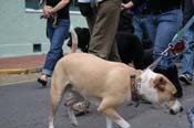 2009-Mystic-Krewe-of-Barkus-Mardi-Gras-French-Quarter-New-Orleans-Dog-Parade-0852