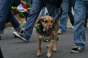 2009-Mystic-Krewe-of-Barkus-Mardi-Gras-French-Quarter-New-Orleans-Dog-Parade-0854