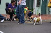 2009-Mystic-Krewe-of-Barkus-Mardi-Gras-French-Quarter-New-Orleans-Dog-Parade-0856