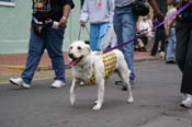 2009-Mystic-Krewe-of-Barkus-Mardi-Gras-French-Quarter-New-Orleans-Dog-Parade-0858