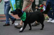 2009-Mystic-Krewe-of-Barkus-Mardi-Gras-French-Quarter-New-Orleans-Dog-Parade-0862