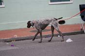 2009-Mystic-Krewe-of-Barkus-Mardi-Gras-French-Quarter-New-Orleans-Dog-Parade-0864