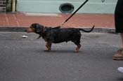 2009-Mystic-Krewe-of-Barkus-Mardi-Gras-French-Quarter-New-Orleans-Dog-Parade-0869