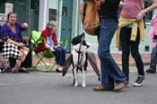 2009-Mystic-Krewe-of-Barkus-Mardi-Gras-French-Quarter-New-Orleans-Dog-Parade-0870