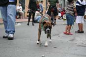 2009-Mystic-Krewe-of-Barkus-Mardi-Gras-French-Quarter-New-Orleans-Dog-Parade-0871