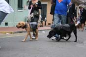 2009-Mystic-Krewe-of-Barkus-Mardi-Gras-French-Quarter-New-Orleans-Dog-Parade-0882