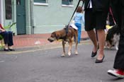 2009-Mystic-Krewe-of-Barkus-Mardi-Gras-French-Quarter-New-Orleans-Dog-Parade-0885