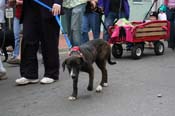 2009-Mystic-Krewe-of-Barkus-Mardi-Gras-French-Quarter-New-Orleans-Dog-Parade-0892