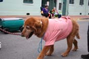 2009-Mystic-Krewe-of-Barkus-Mardi-Gras-French-Quarter-New-Orleans-Dog-Parade-0894