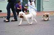 2009-Mystic-Krewe-of-Barkus-Mardi-Gras-French-Quarter-New-Orleans-Dog-Parade-0895